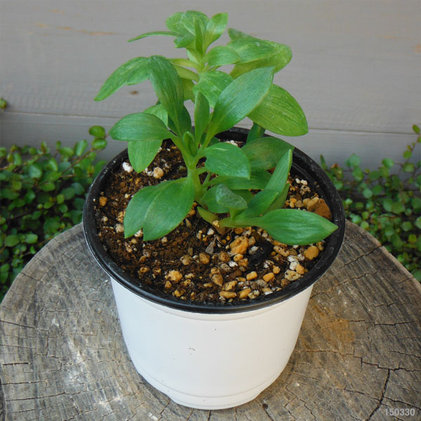 園芸ネット本店｜フレンチアルストロメリア：ベアトリック3.5号2株