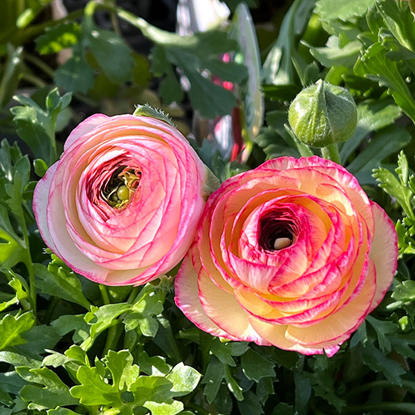 ラナンキュラス：小春びより：ピンクバイカラー3.5号ポット 2株セット