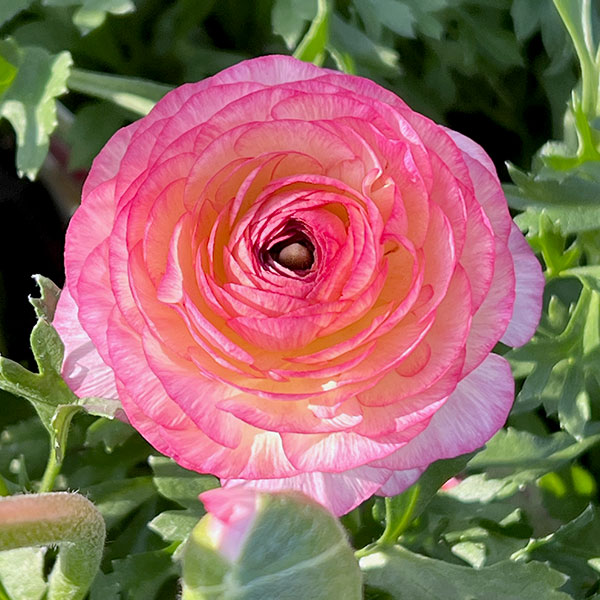 ラナンキュラス：小春びより：ピンクバイカラー3.5号ポット 2株セット