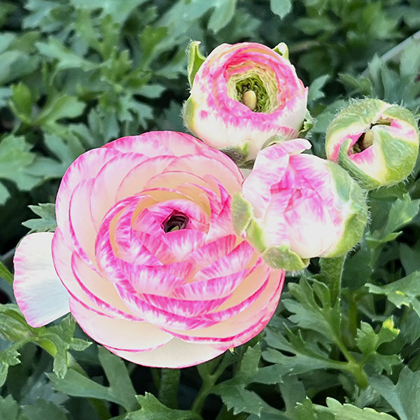 ラナンキュラス：小春びより：ピンクバイカラー3.5号ポット 2株セット