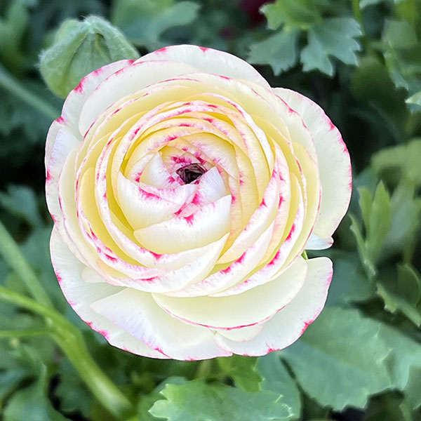 ラナンキュラス：小春びより：ピンクバイカラー3.5号ポット 2株セット