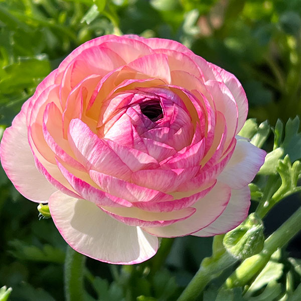 ラナンキュラス：小春びより：ピンクバイカラー3.5号ポット 2株セット