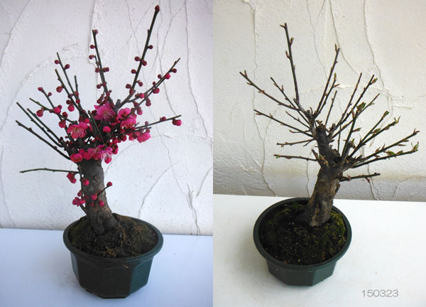 園芸ネット本店｜花梅：大盃（オオサカズキ）6号鉢植え の通販【公式】
