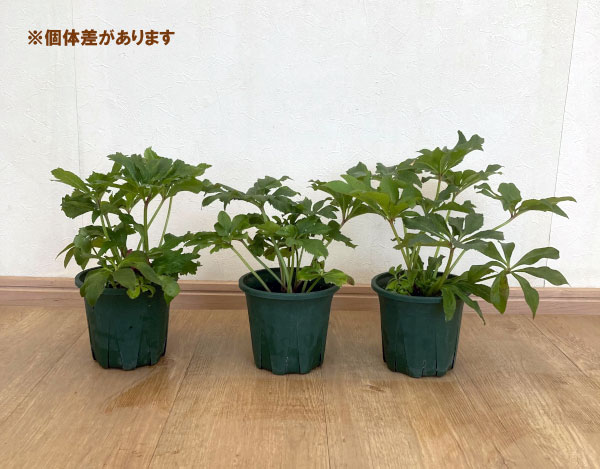 園芸ネット本店｜クリスマスローズ：*エレガンスフレアピンク4.5号