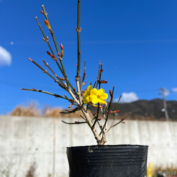 オウバイ（黄梅）4号ポット