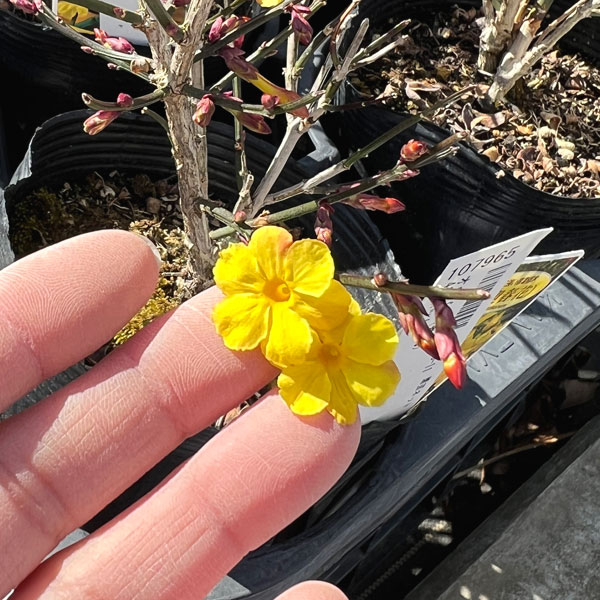 オウバイ（黄梅）4号ポット