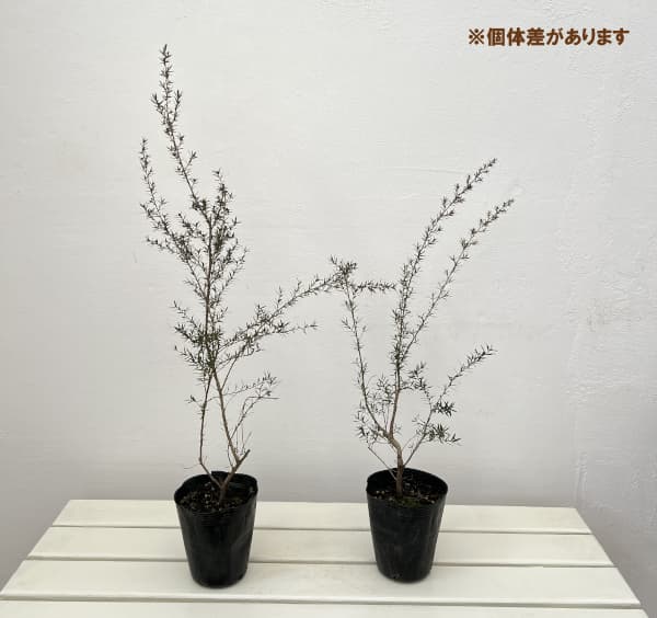 ギョリュウバイ：白花八重4号ポット