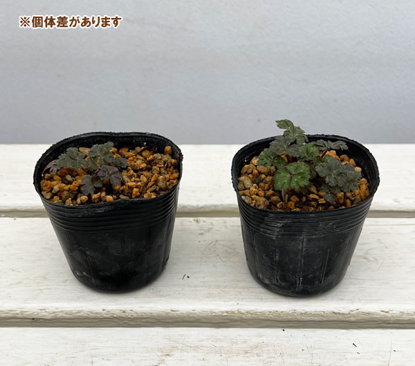 ニリンソウ：鈴鹿二輪草2.5～3号ポット