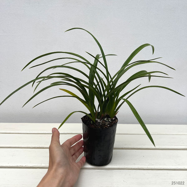 ワラン(和蘭):春一番 3号ポット