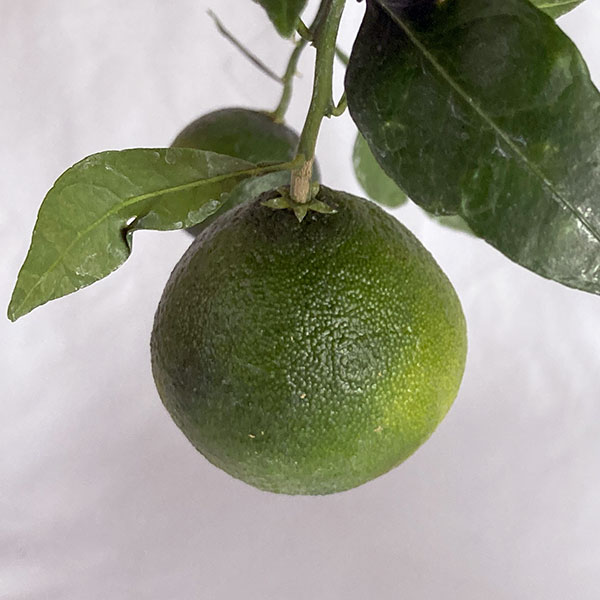 デコポン5号鉢植え