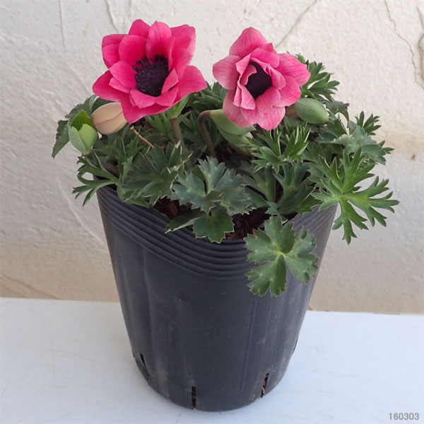 園芸ネット本店｜アネモネ：パブニナ ピンク系4号ポット の通販【公式】