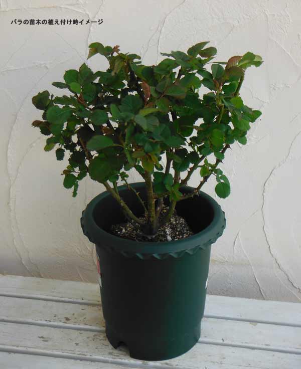 バラ用の鉢と用土と肥料のセット(バラ鉢10号)