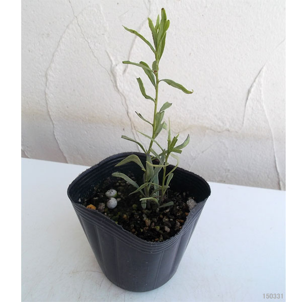 クコ（枸杞）：ナガバクコ3号ポット