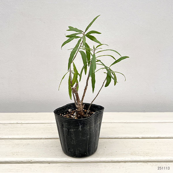 クコ（枸杞）：ナガバクコ3号ポット