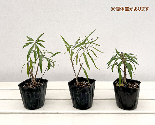 クコ（枸杞）：ナガバクコ3号ポット