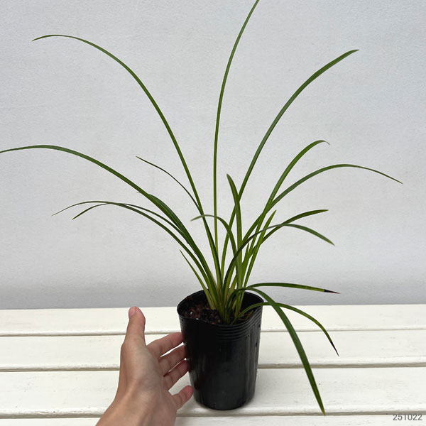 ワラン(和蘭):雛祭り 3号ポット