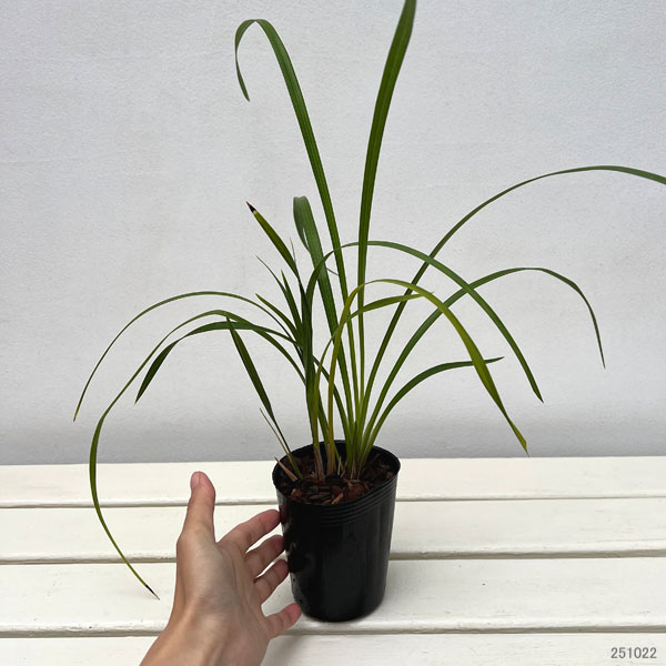 ワラン(和蘭):大和撫子 3号ポット