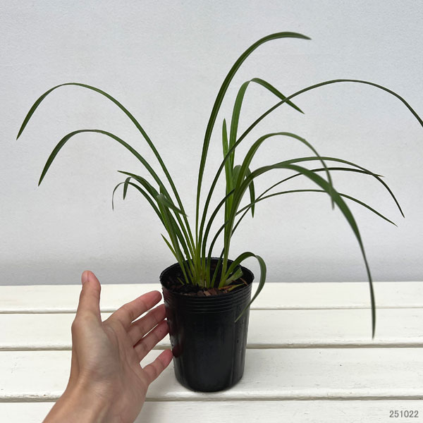 ワラン(和蘭):初音 3号ポット