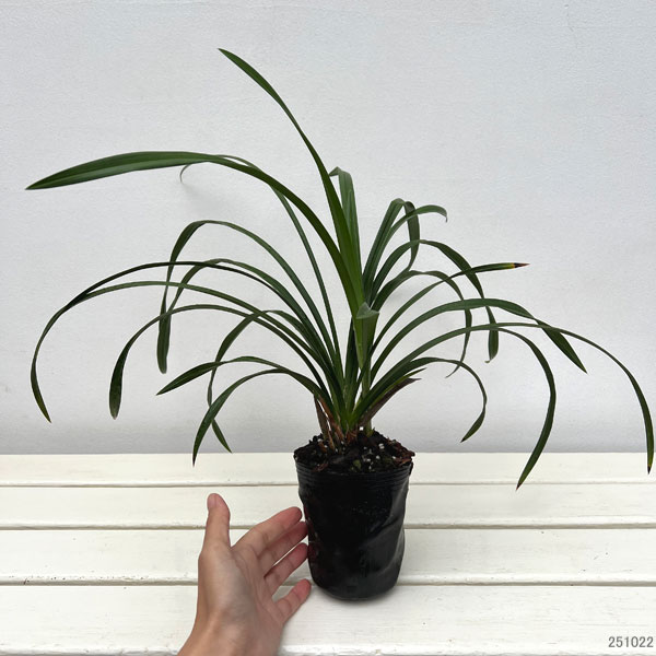 ワラン(和蘭):おぼろ月 3号ポット