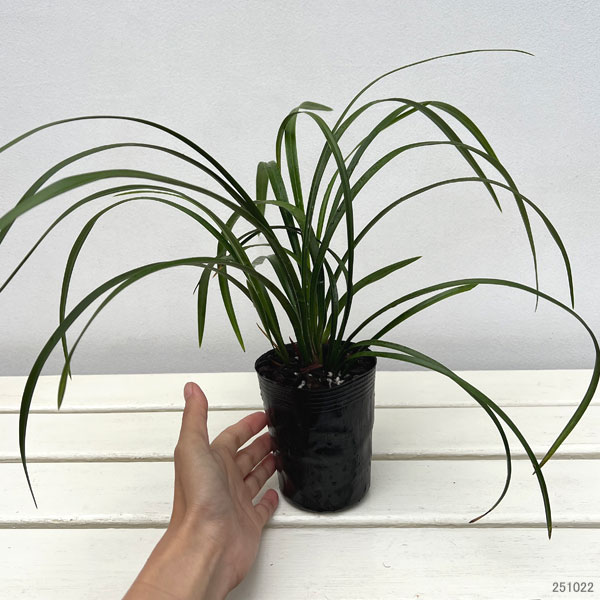 ワラン(和蘭):村雨 3号ポット