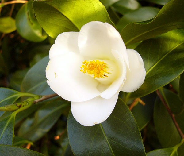 ツバキ(椿):一休(いっきゅう)4-4.5号ポット