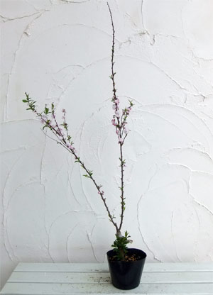 ニワザクラ(庭桜):桃花八重4.5号ポット