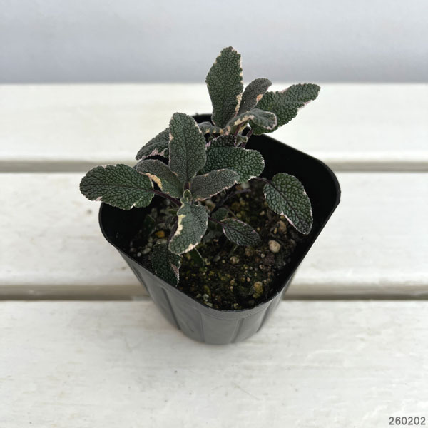 セージ：トリカラーセージ3号ポット