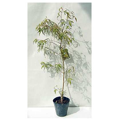 モミジ:琴ノ糸(コトノイト)4-5号ポット