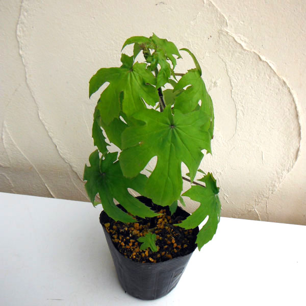 [26年2月中下旬予約]モミジガサ（シドケ）3-3.5号ポット