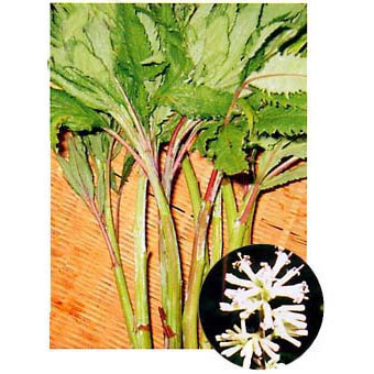 [26年2月中下旬予約]モミジガサ（シドケ）3-3.5号ポット