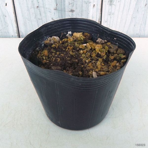 [26年2月中下旬予約]モミジガサ（シドケ）3-3.5号ポット