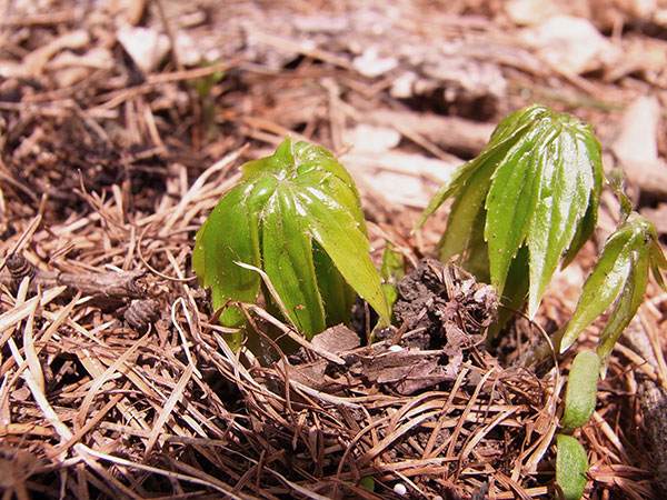 モミジガサ（シドケ）3-3.5号ポット