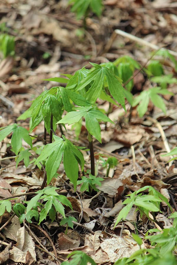 モミジガサ（シドケ）3-3.5号ポット