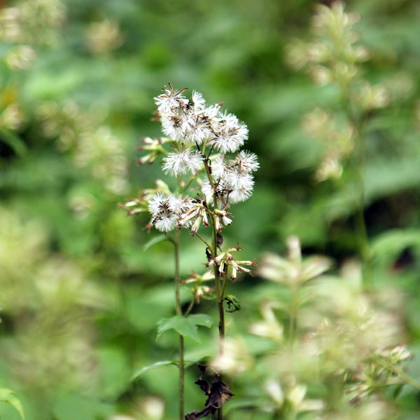 モミジガサ（シドケ）3-3.5号ポット