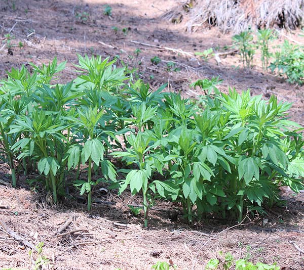 モミジガサ（シドケ）3-3.5号ポット