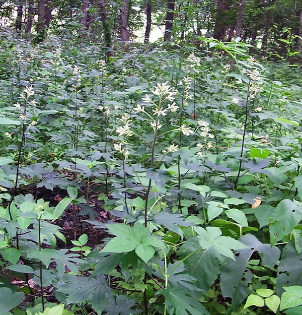 モミジガサ（シドケ）3-3.5号ポット