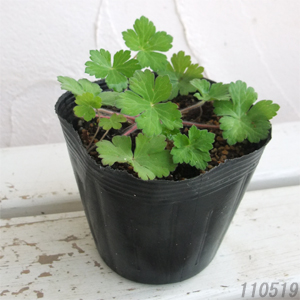 ゲンノショウコ（現の証拠）3.5号ポット