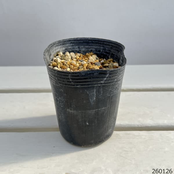 ヤブレガサ（破れ傘）3号ポット