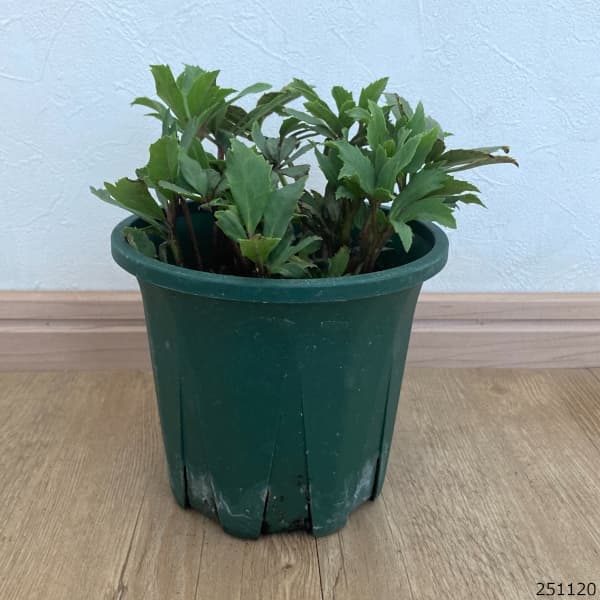 クリスマスローズ：*ダブルファンタジー4.5号ポット