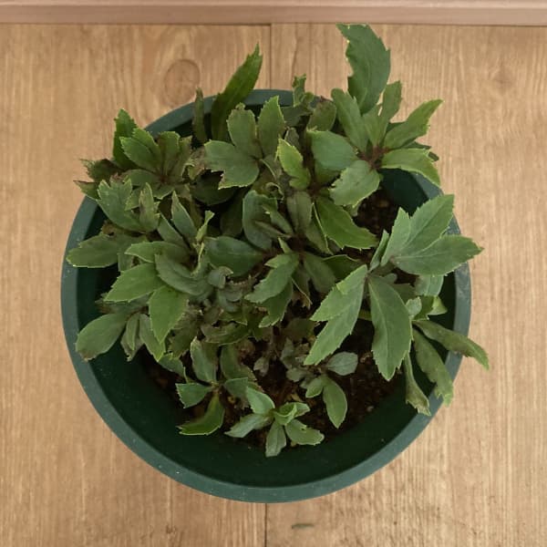 クリスマスローズ：*ダブルファンタジー4.5号ポット