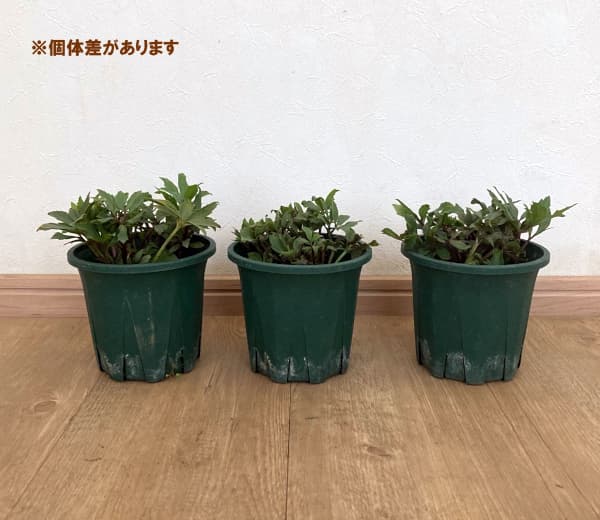 クリスマスローズ：*ダブルファンタジー4.5号ポット