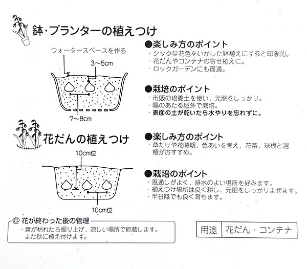 フリチラリア(ミニ):ウバーバルビス8球入り