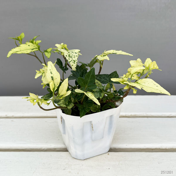 ヘデラ：雪の華3号ポット