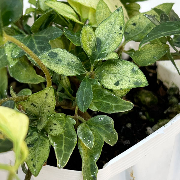 ヘデラ：雪の華3号ポット