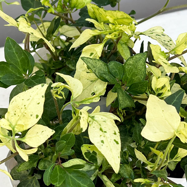 ヘデラ：雪の華3号ポット