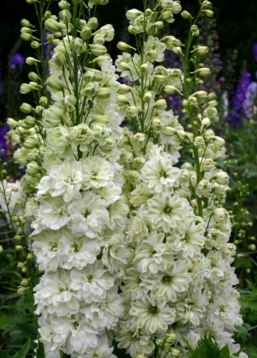 園芸ネット本店｜デルフィニューム：グリーンツイスト3号ポット 3株