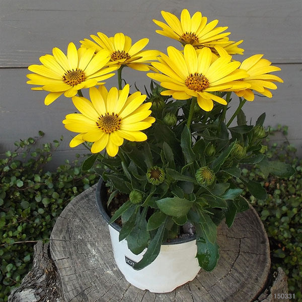 [26年2月中下旬予約]オステオスペルマム：セレニティ　ディープイエロー5号鉢植え