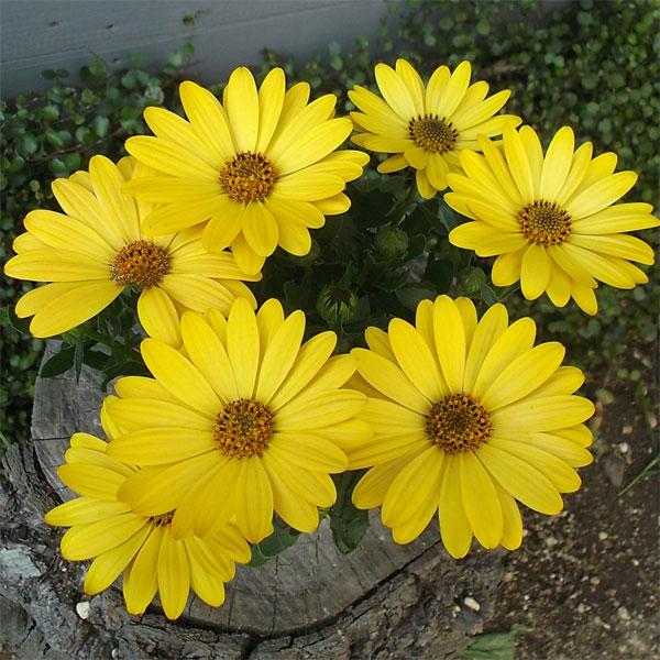 [26年2月中下旬予約]オステオスペルマム：セレニティ　ディープイエロー5号鉢植え