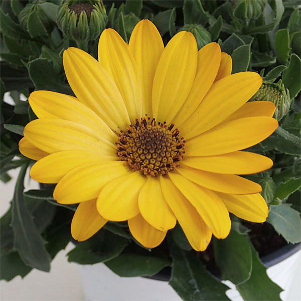 [26年2月中下旬予約]オステオスペルマム：セレニティ　ディープイエロー5号鉢植え