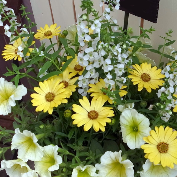 [26年2月中下旬予約]オステオスペルマム：セレニティ　ディープイエロー5号鉢植え